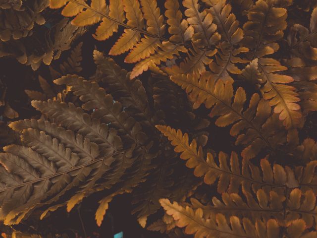 Photo nature