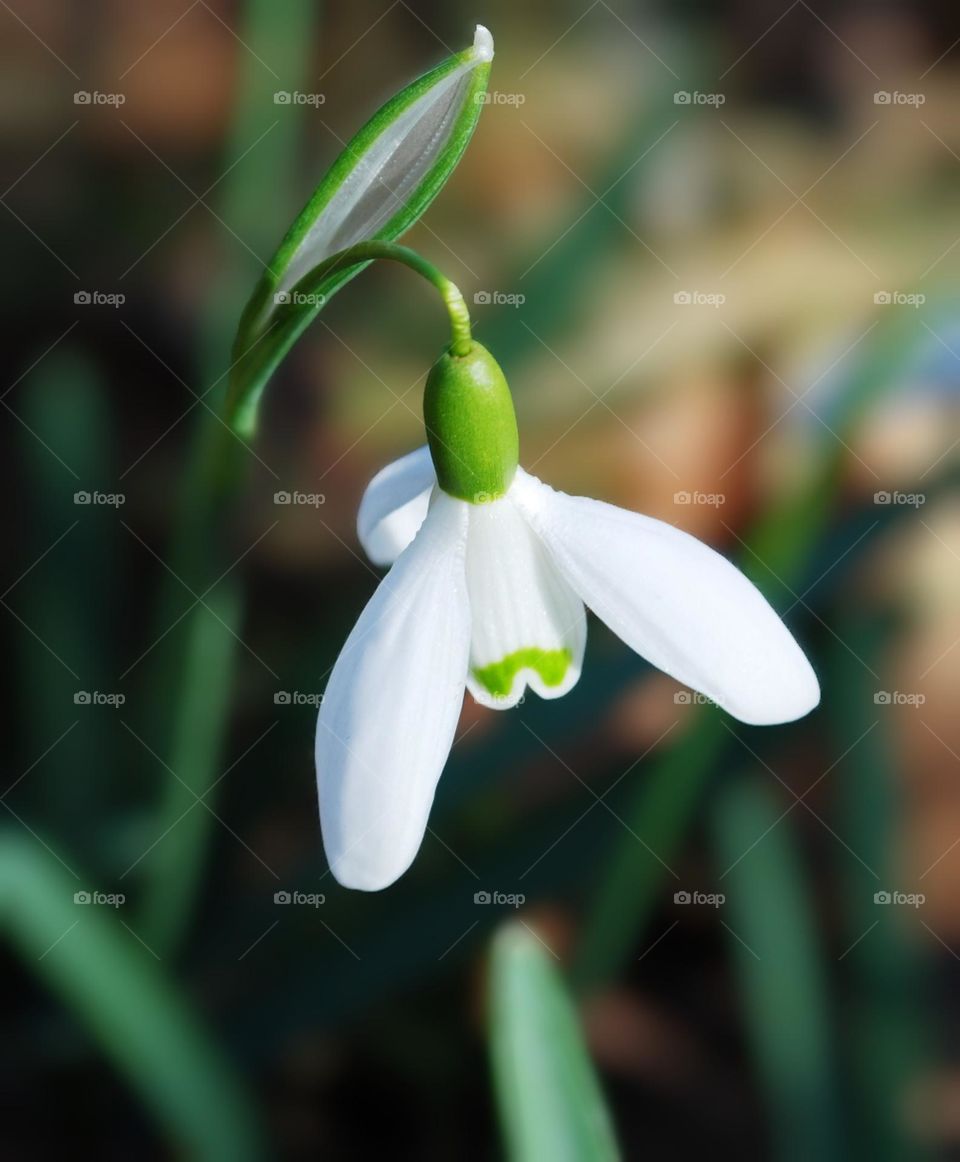 Snowdrop flower