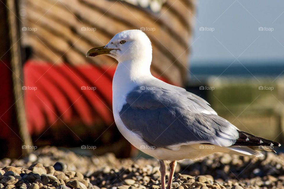 A seagull on the beach with a fishing boat behind it and the sea in the far distance 