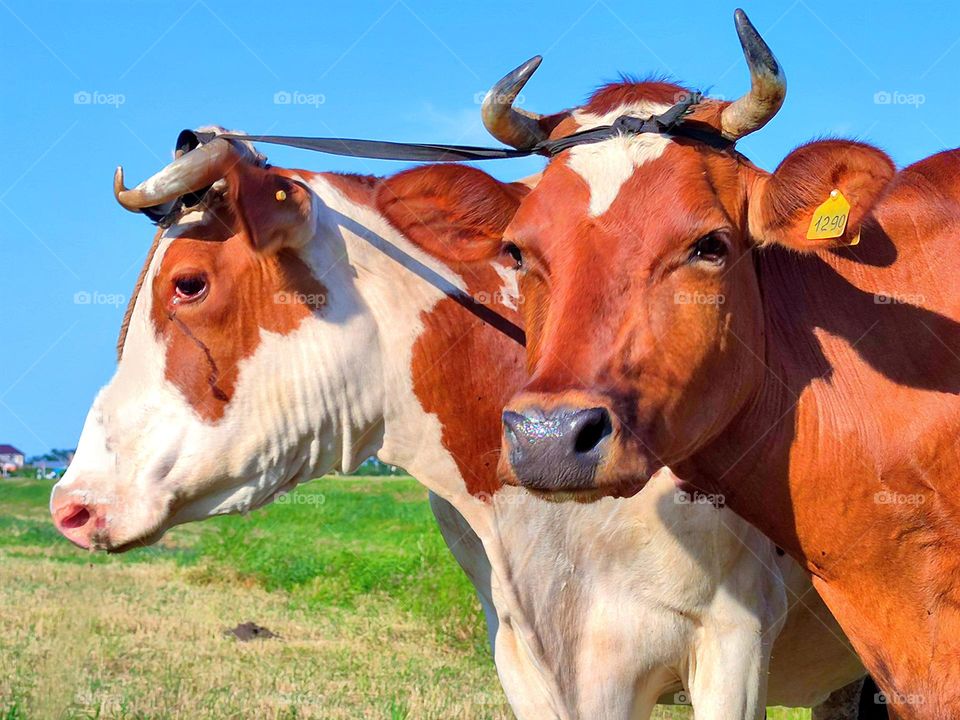 Countryside. Portrait of two cows whose horns are tied to each other. Brown cow and white cow with brown spots. Blue sky contrast