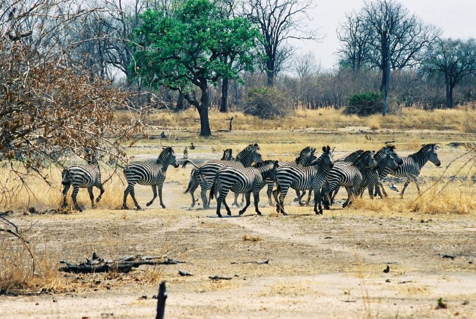 African Safari Zambia