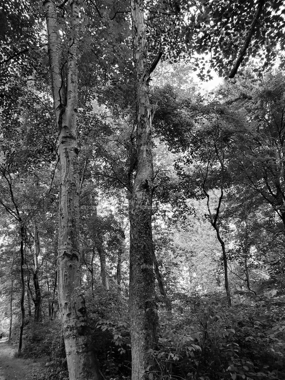 trees in black and white
