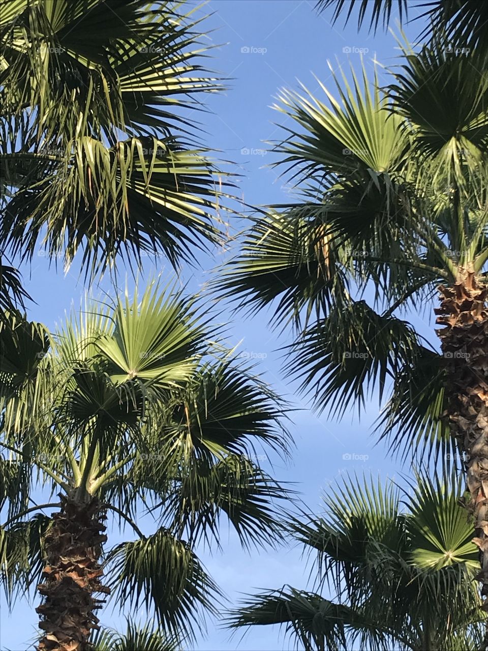 Beautiful green leaves of a palm tree against the blue sky, closeup