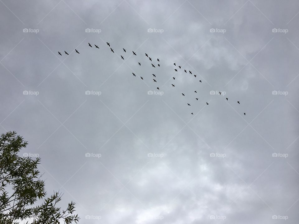 Nature .... Instincts for Migration ... I love seeing the birds swarm above my head ... iPhone to hand only 