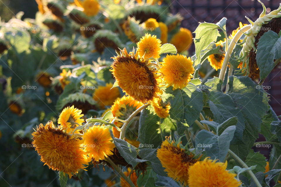 Decorative sunflowers in a sunset light