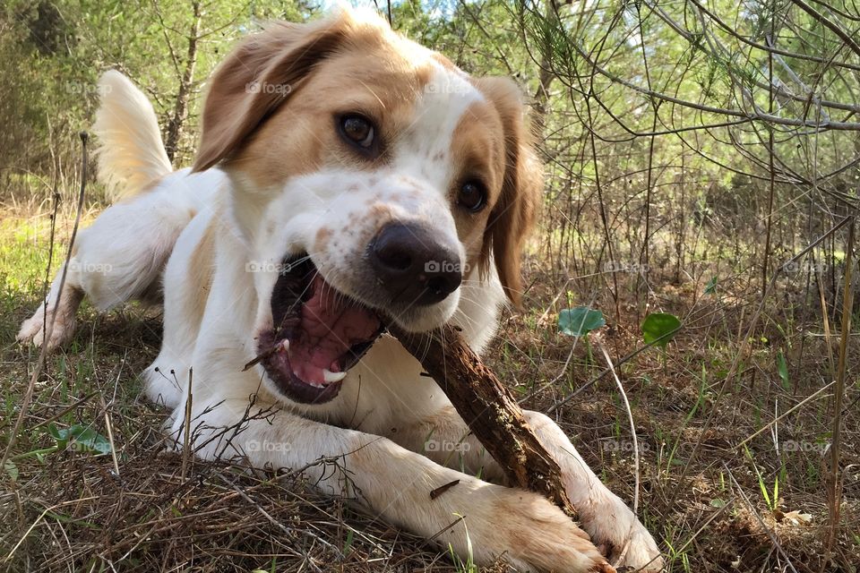 Dog eating a stick in the forest