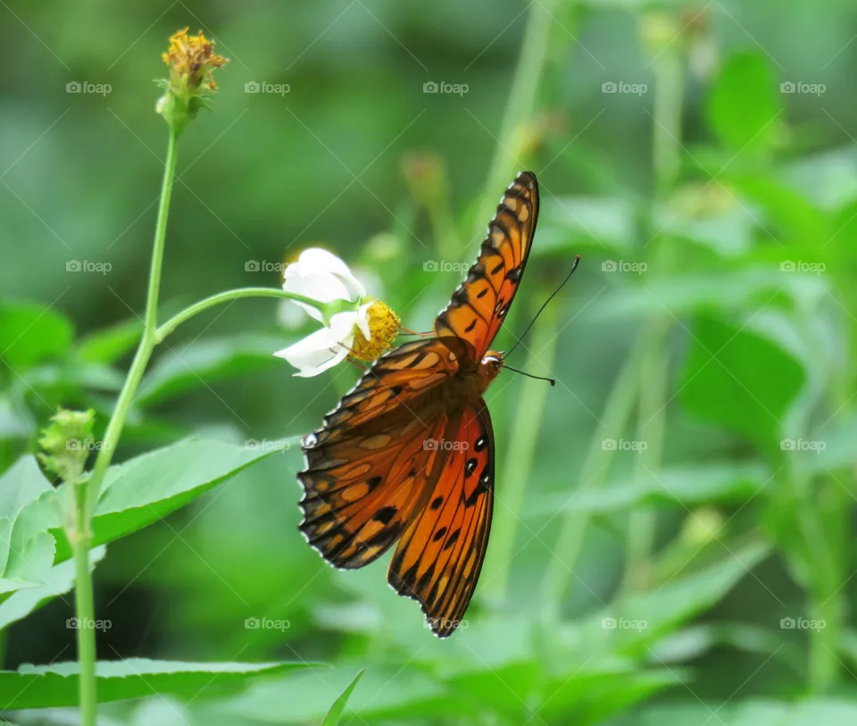 Butterfly