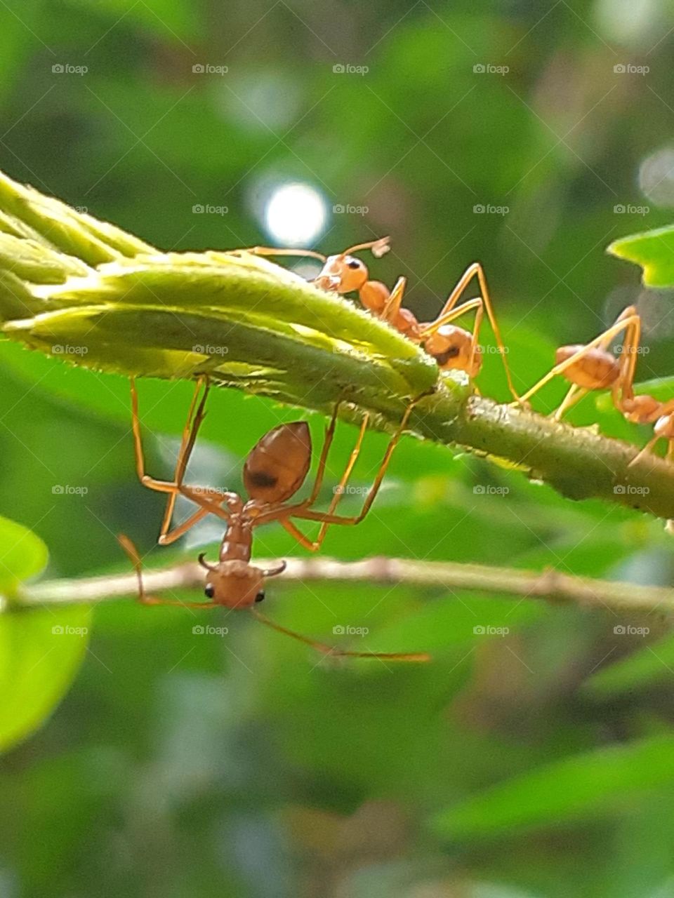 This is the working time of red ant,but one of them has lost their attention