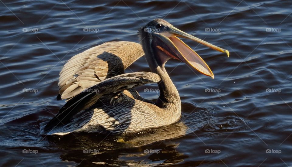 Swimming pelican waiting for a fish