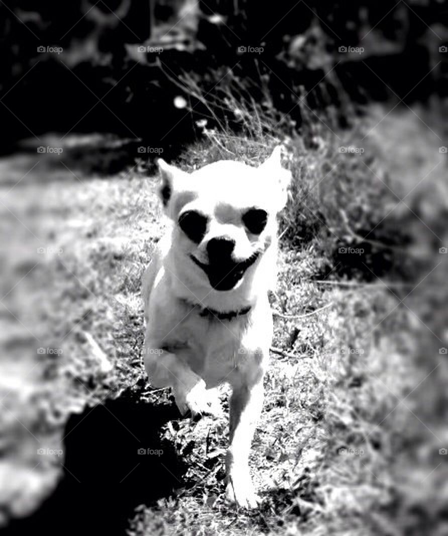 Happy Chihuahua running