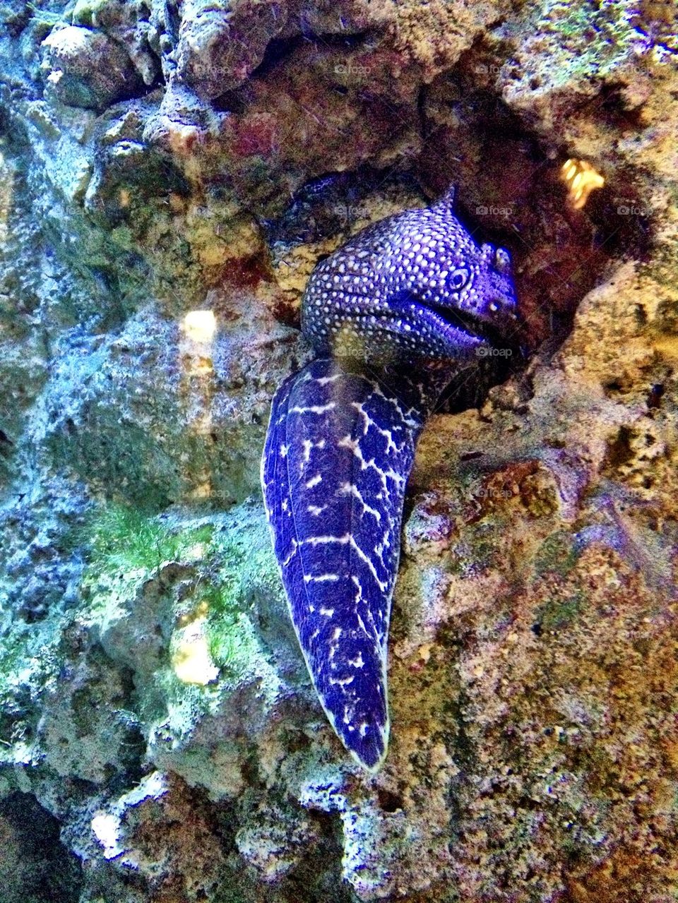 Moray eel underwater