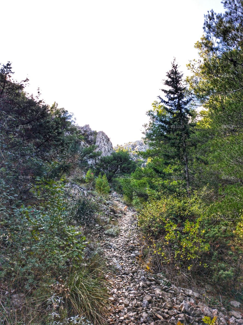 Mountain trail
