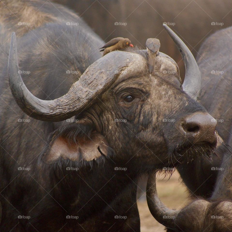 A close up shot of a buffalo covered in ox peckers 