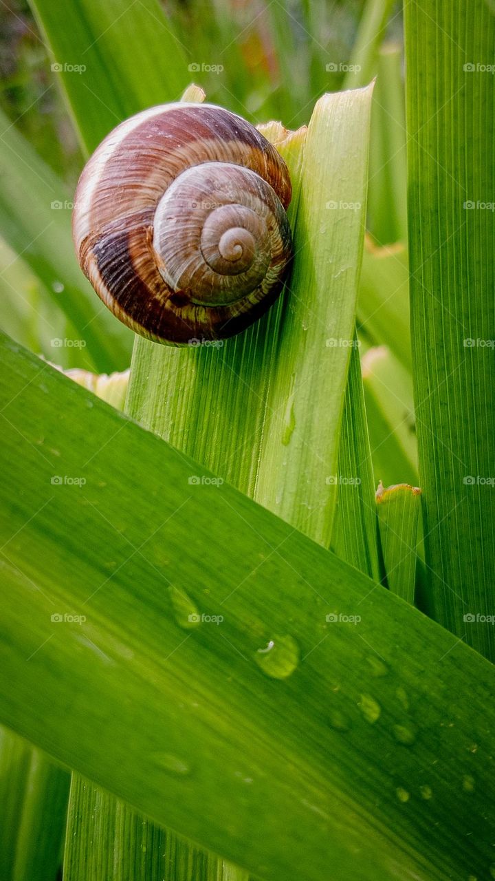 snail