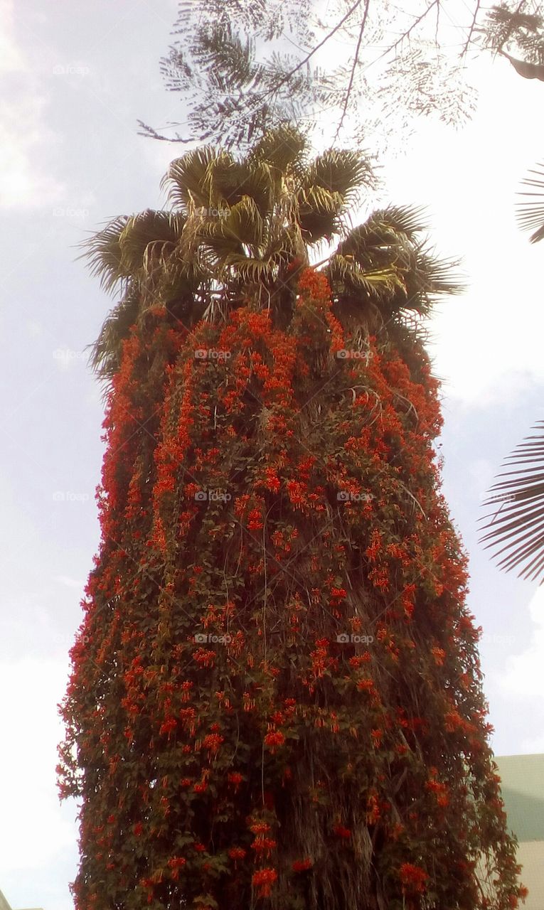 Tallest interesting Palm with vibrant top and hanging
orange flowers along his large trunk