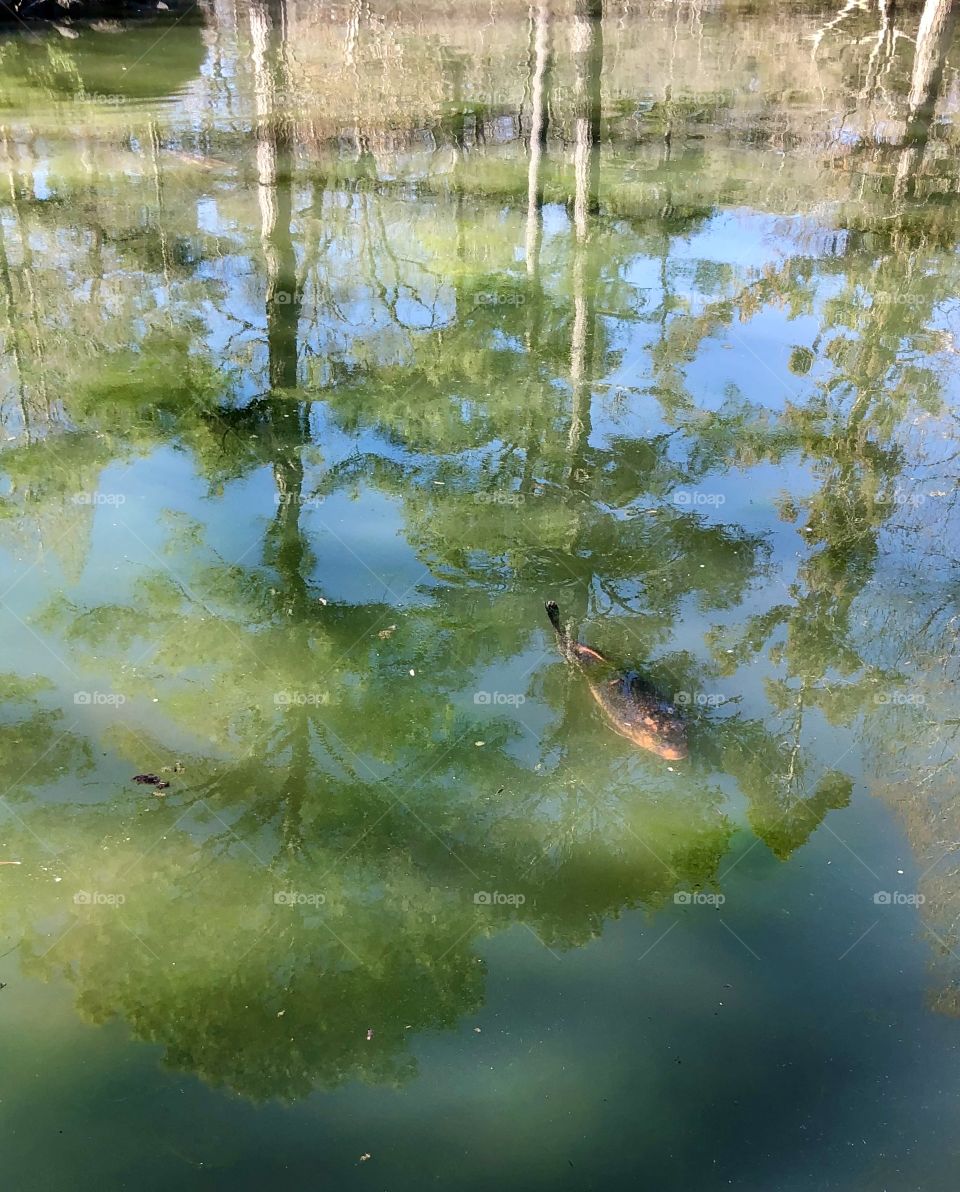 Surface reflection shadow fish