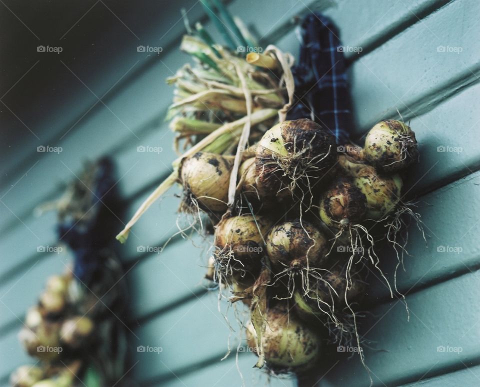 Hanging garlic