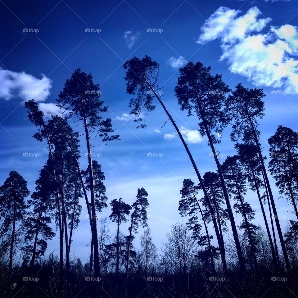небо,лес,сосни