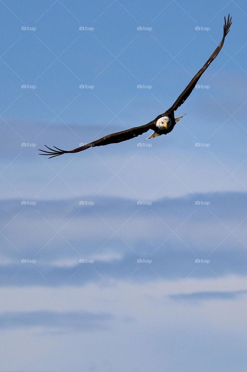 An American bald eagle soars through the clouds in a bright blue sky, wings elegantly outstretched 