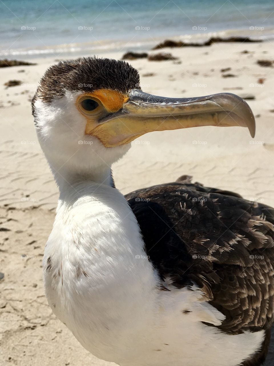 Young wild Cormorant sea bird on beach south Australia 