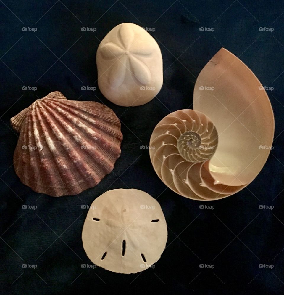  Part of my seashell and rock collection