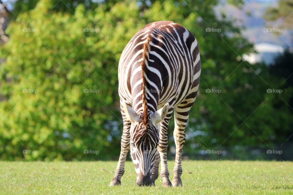 zebra