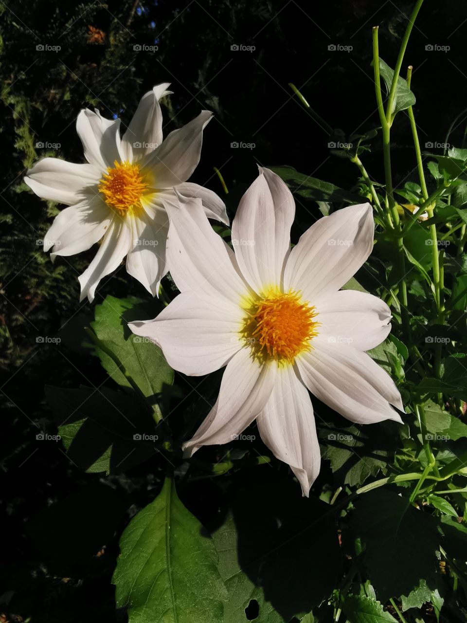 Blüten im Abendlicht