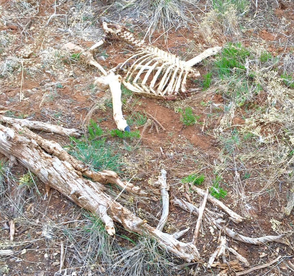 Deer skeleton 