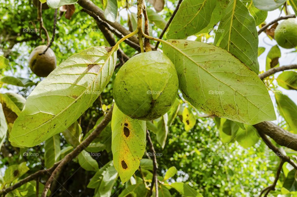 Avocado On Tree