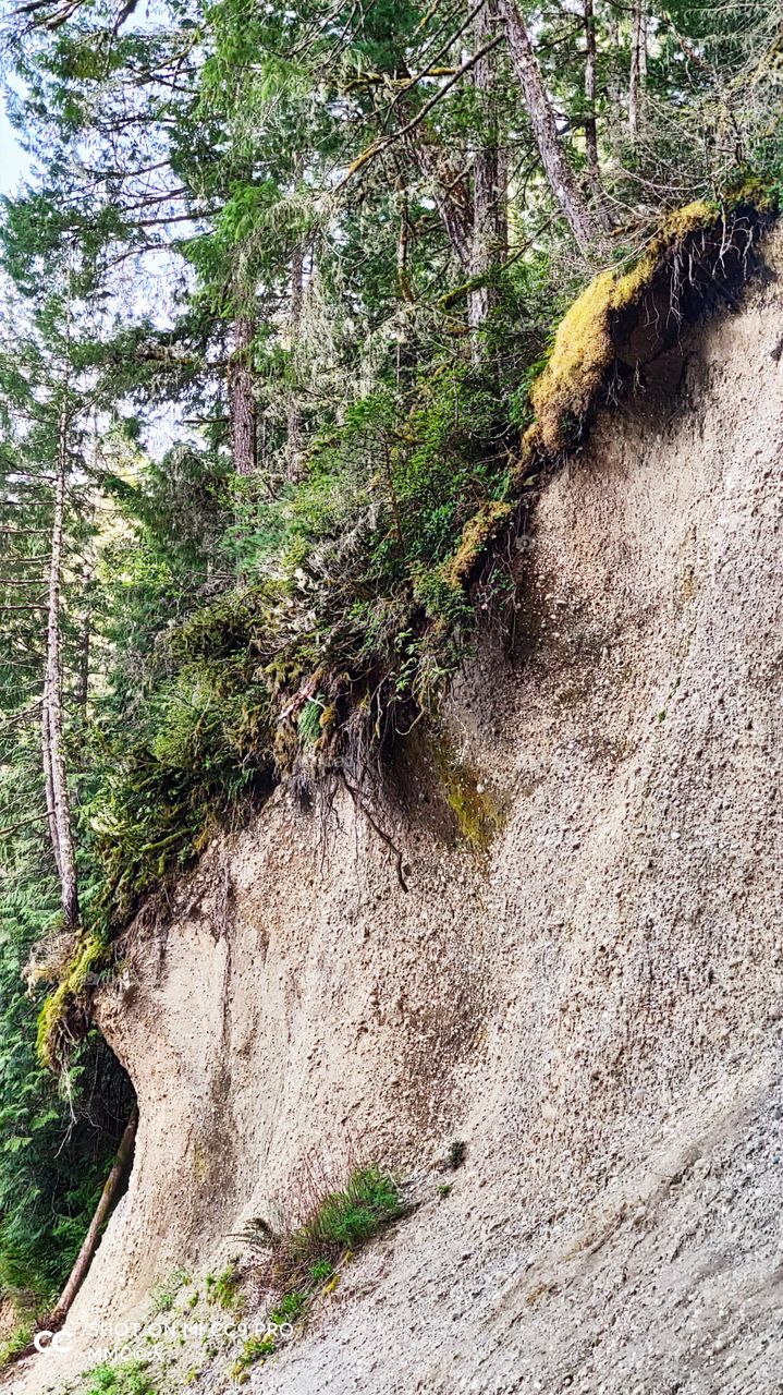 trees and forest series