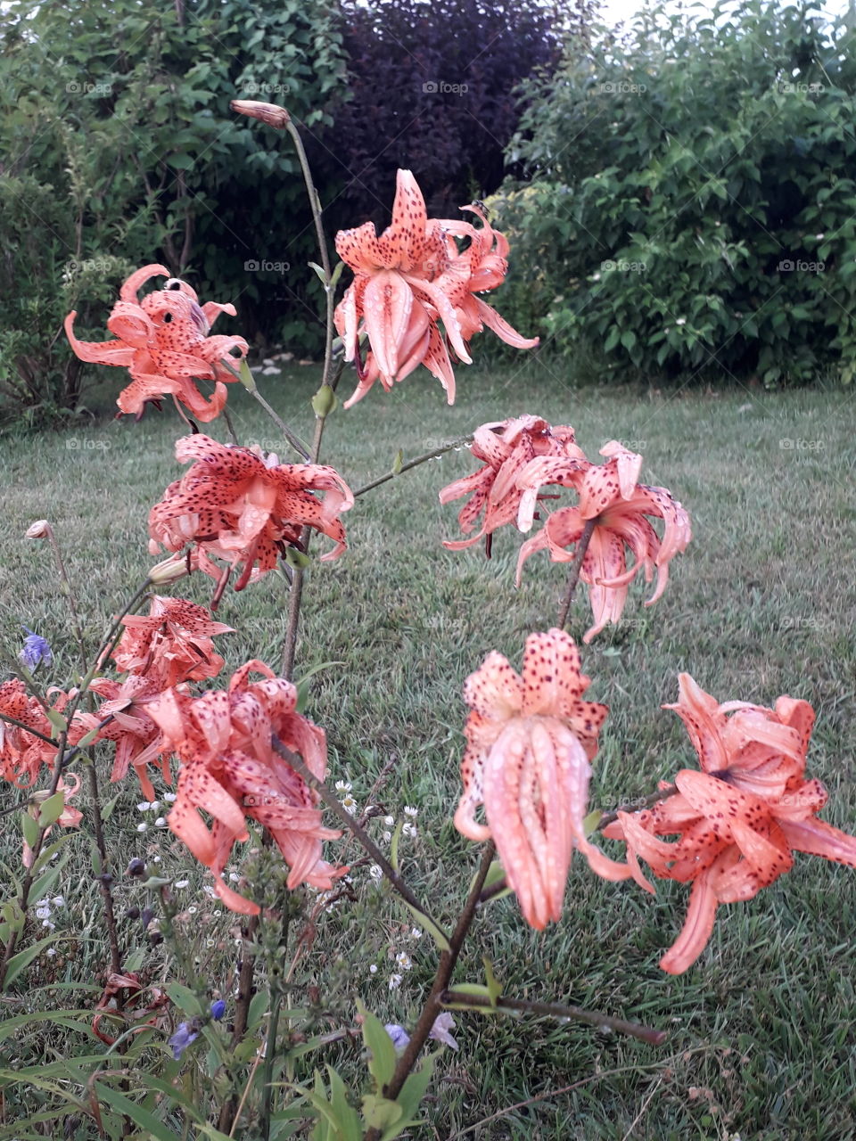 tiger lilies in the meadow

￼


orange tiger lilies in the meadow

￼


magnicifent orange tiger lillies