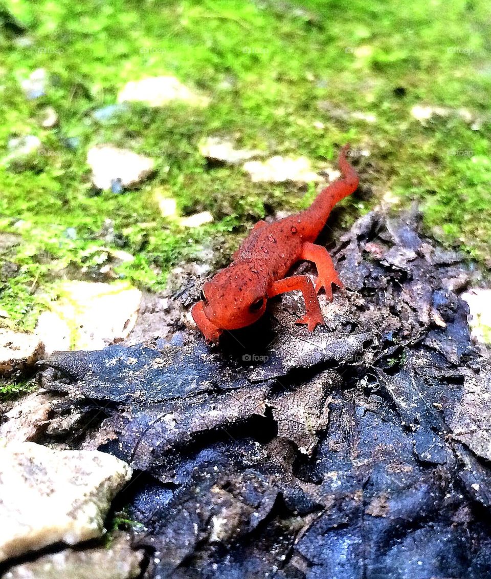 Red Salamander 