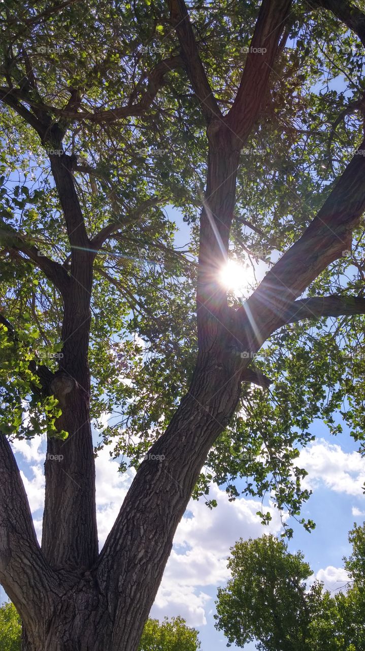 sunlight through the trees