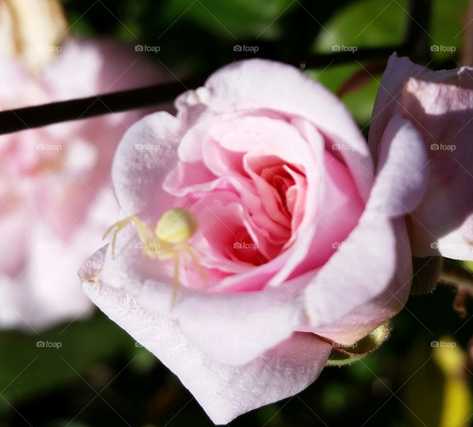 Rose with spider