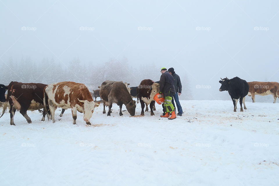 People feeding cows