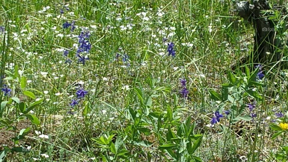 Field of wild flowers!