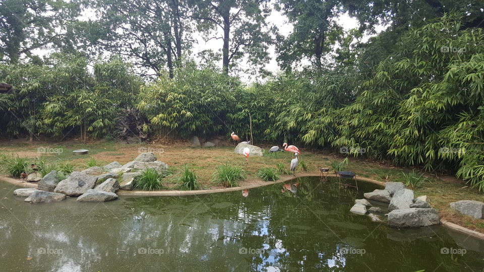 Water, Environment, Nature, River, Tree