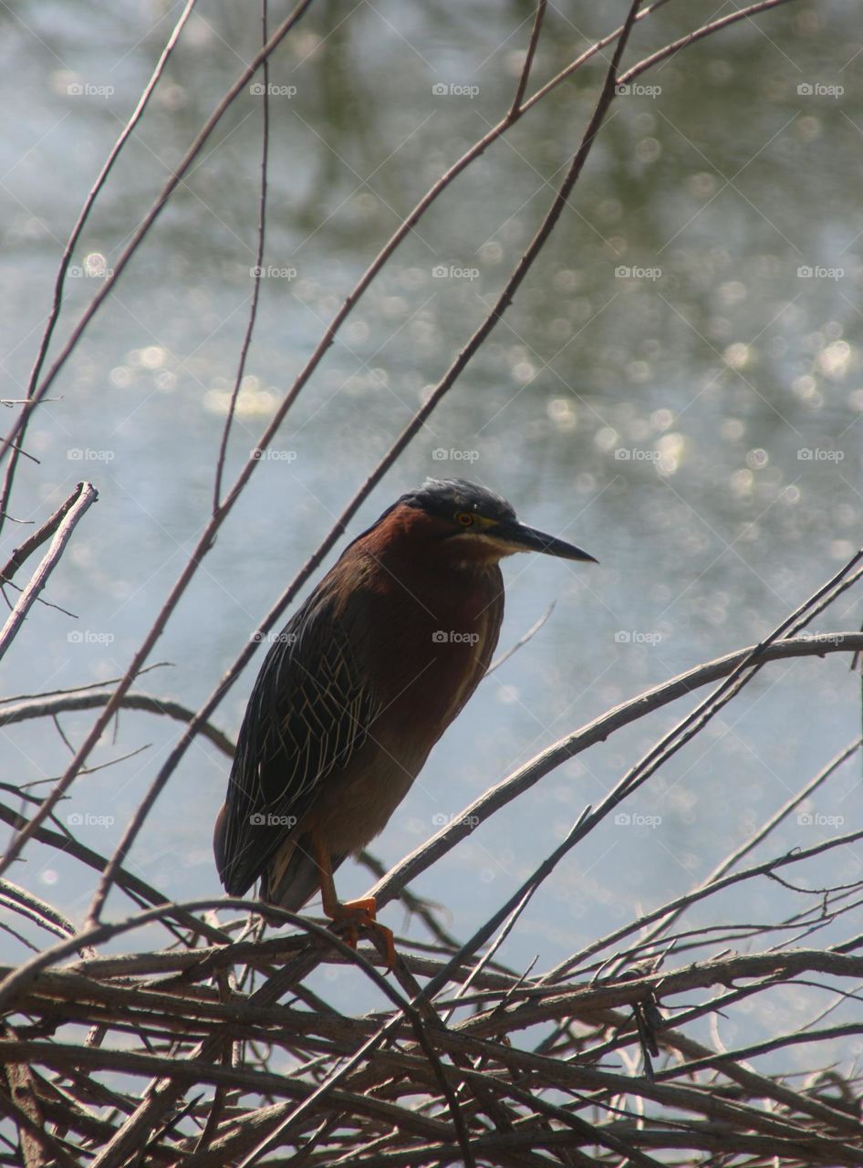 Heron in Early Morning