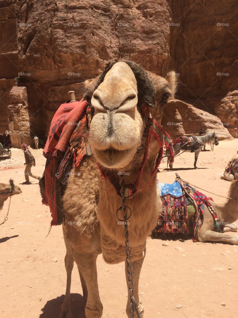 Camel in Petra Jordan 