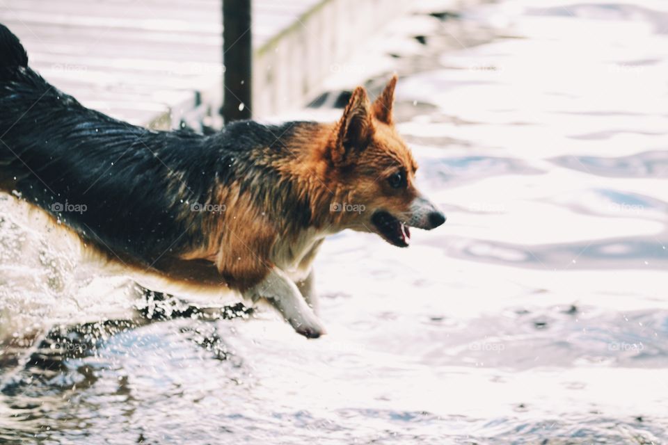 A dog jumping off a bridge