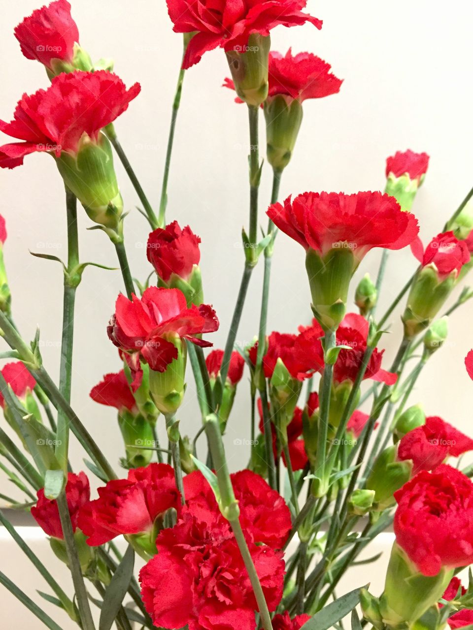 Dianthus Caryophyllus - Carnation