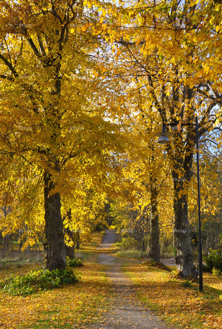 View of yellow trees in autumn