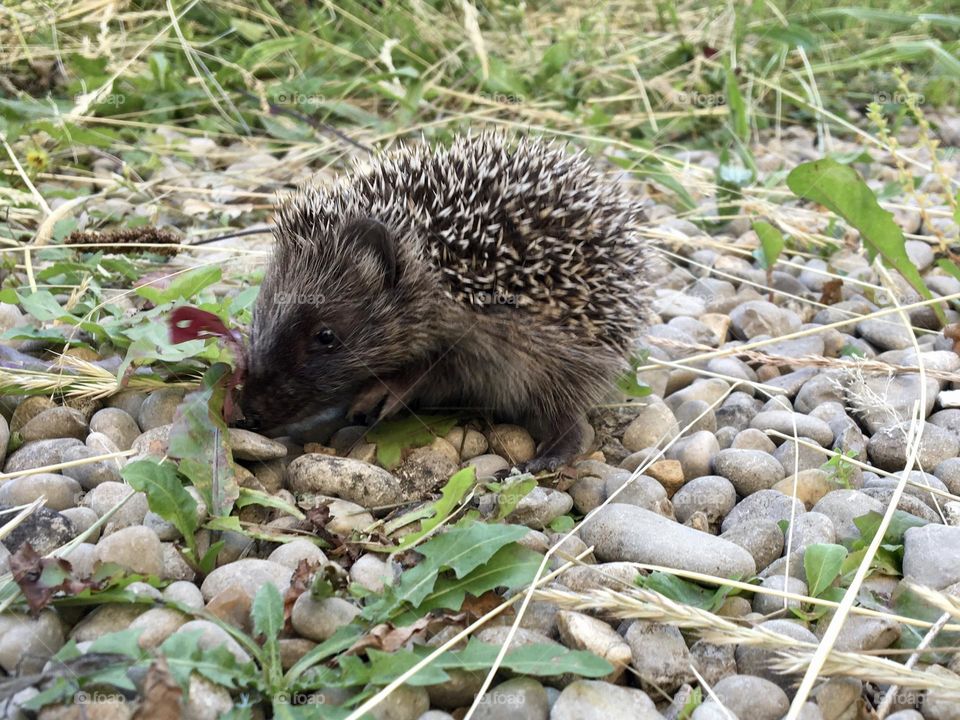 Young hedgehog in the garden