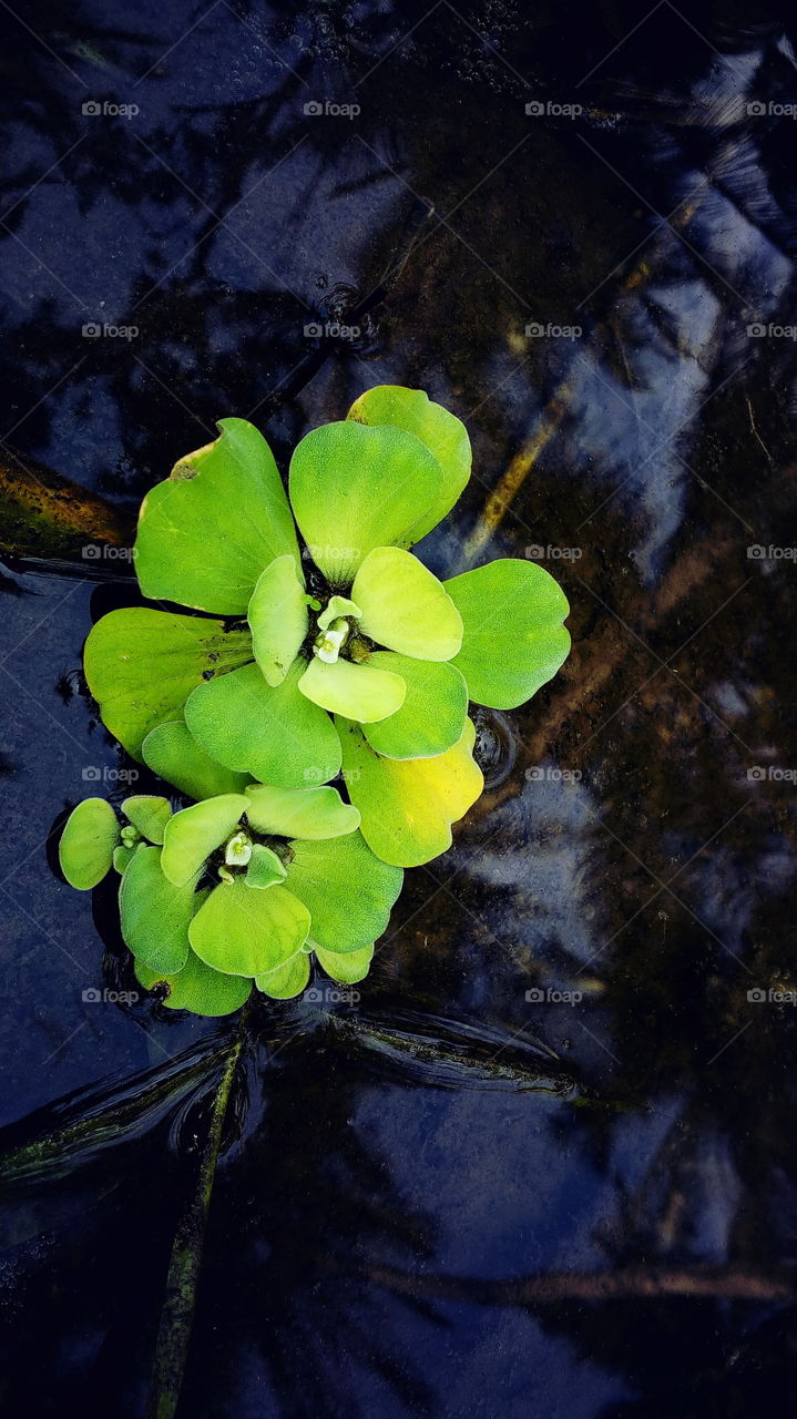 the most beautiful small green colour water