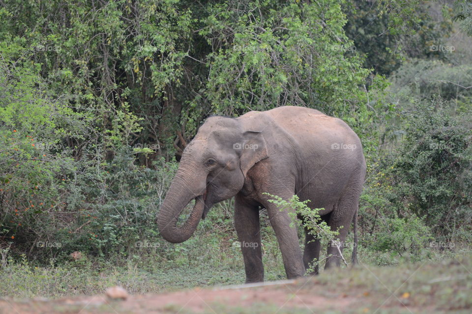 Sri lankan elephant