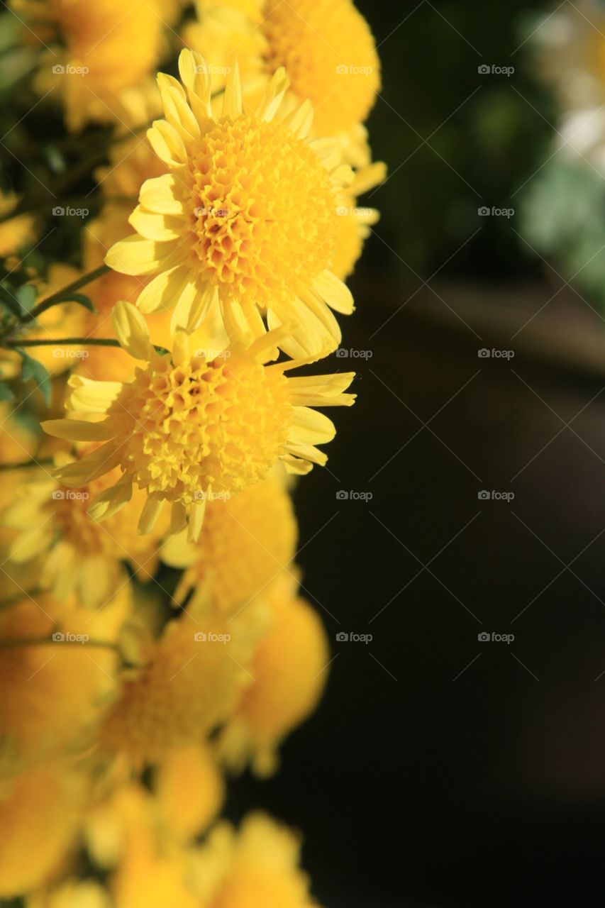 Chrysanthemum, yellow 