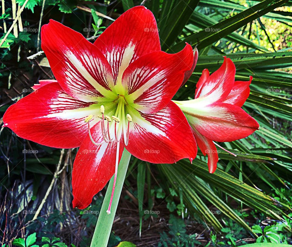 Red Lily  