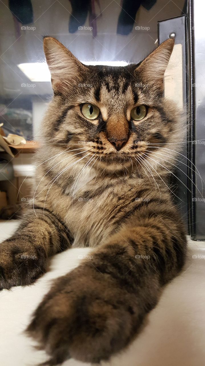 Beautiful Maine Coon cat, Max