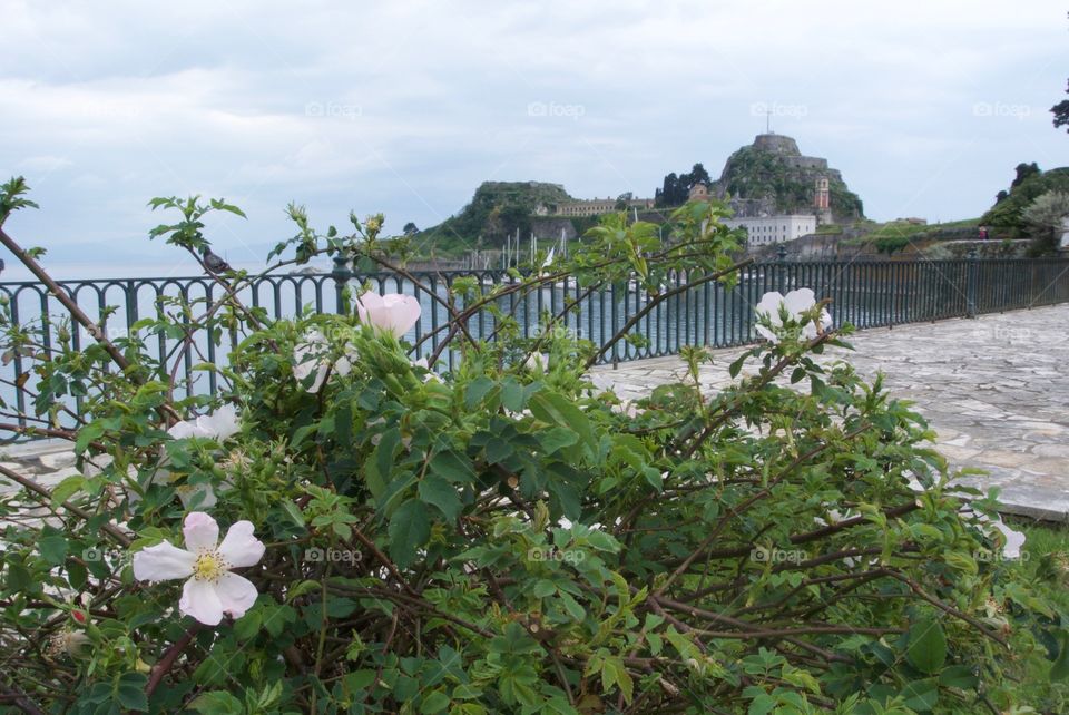 View of the Old Fortress obscured by flowers