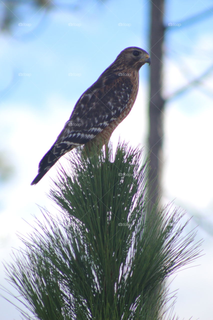 Adult Hawk Sitting on a Tree